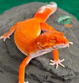 Magazoo Gecko léopard Tangerine Blood Poss. Emerine Femelle 28/04/26