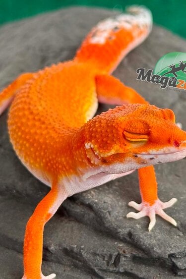 Magazoo Gecko léopard Tangerine Blood Poss. Emerine Femelle 28/04/26