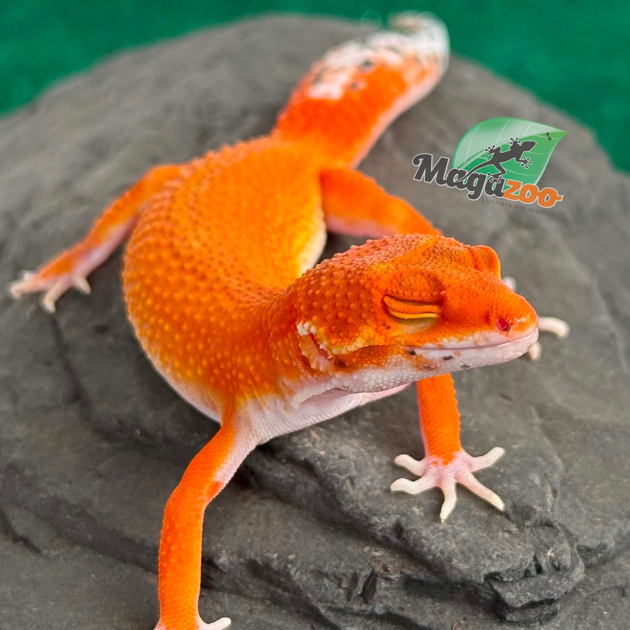 Magazoo Female Tangerine Blood Poss. Emerine Leopard gecko 04/28/26