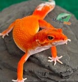 Magazoo Female Tangerine Blood Poss. Emerine Leopard gecko 04/28/26