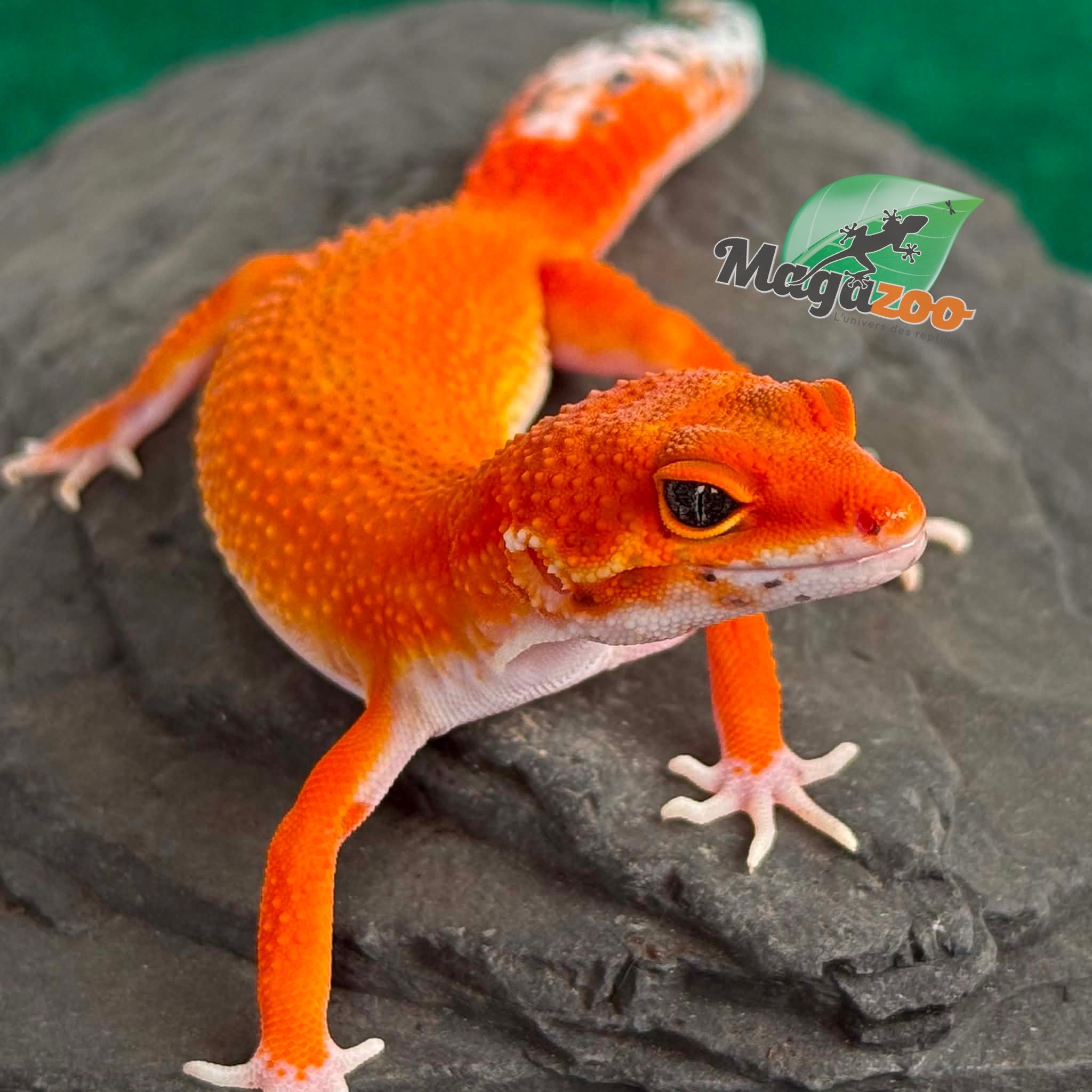 Magazoo Gecko léopard Tangerine Blood Poss. Emerine Femelle 28/04/26