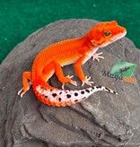 Magazoo Gecko léopard Tangerine Blood Poss. Emerine Femelle 28/04/26