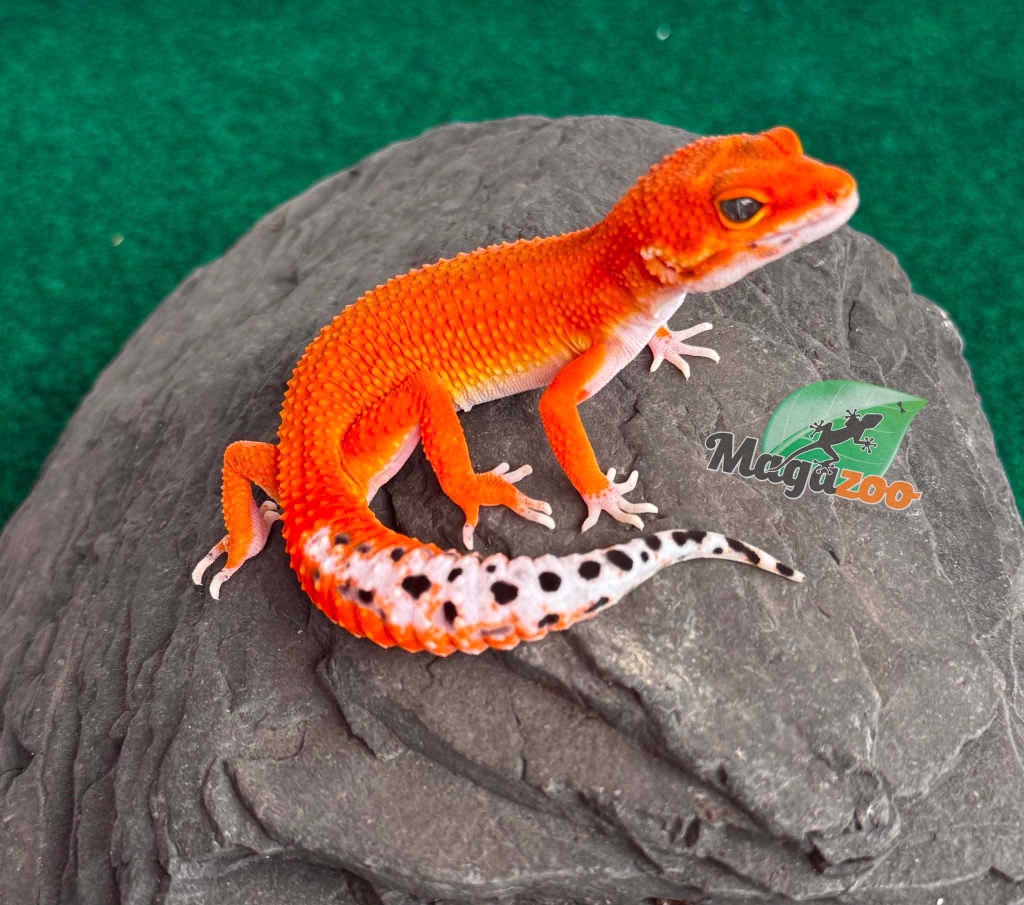 Magazoo Gecko léopard Tangerine Blood Poss. Emerine Femelle 28/04/26