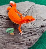 Magazoo Gecko léopard Tangerine Blood Poss. Emerine Femelle 28/04/26
