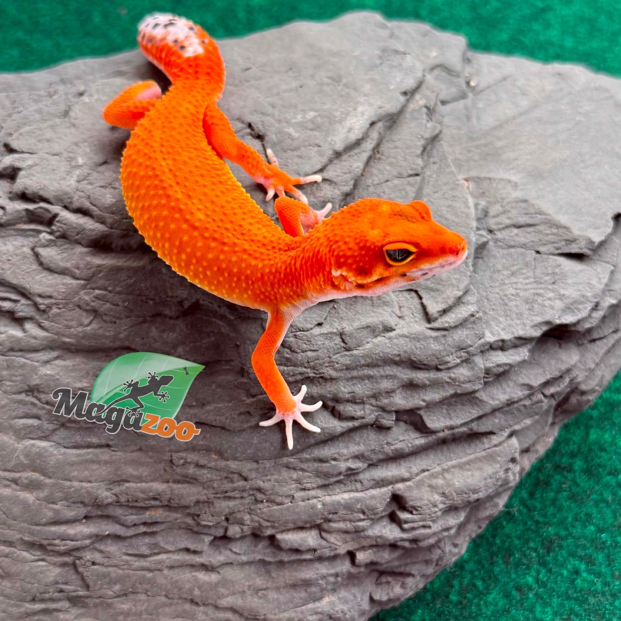 Magazoo Gecko léopard Tangerine Blood Poss. Emerine Femelle 28/04/26