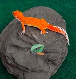 Magazoo Gecko léopard Tangerine Blood Poss. Emerine Femelle 28/04/26
