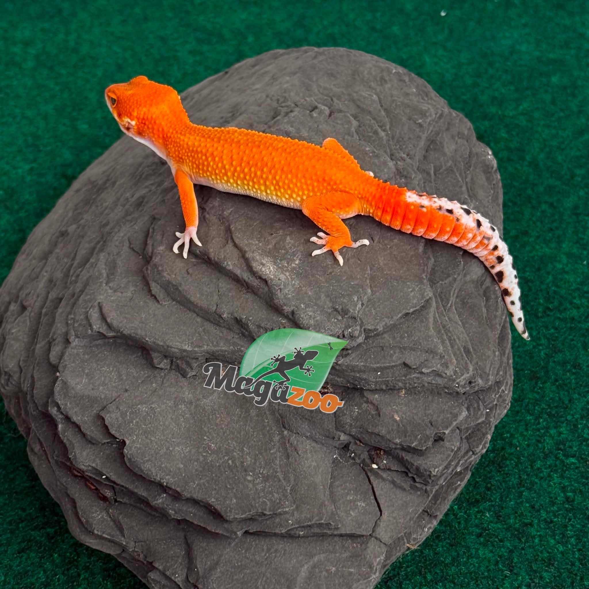 Magazoo Gecko léopard Tangerine Blood Poss. Emerine Femelle 28/04/26