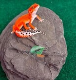Magazoo Female Tangerine Blood Poss. Emerine Leopard gecko 04/28/26
