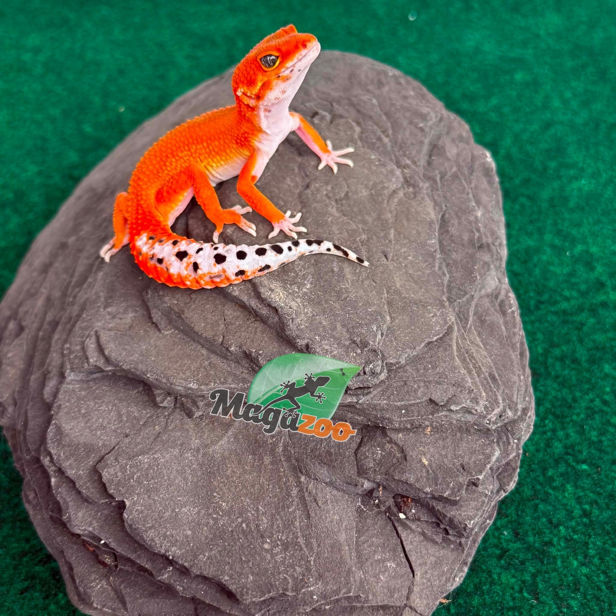 Magazoo Gecko léopard Tangerine Blood Poss. Emerine Femelle 28/04/26
