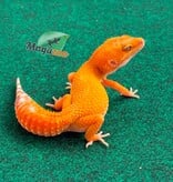 Magazoo Female Tangerine Tremper Leopard gecko 02/18/26