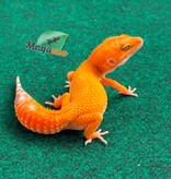 Magazoo Gecko léopard Tangerine Tremper Femelle 18/02/26