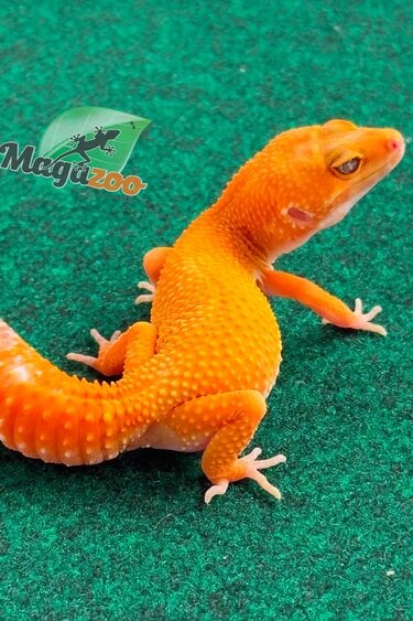 Magazoo Gecko léopard Tangerine Tremper Femelle 18/02/26