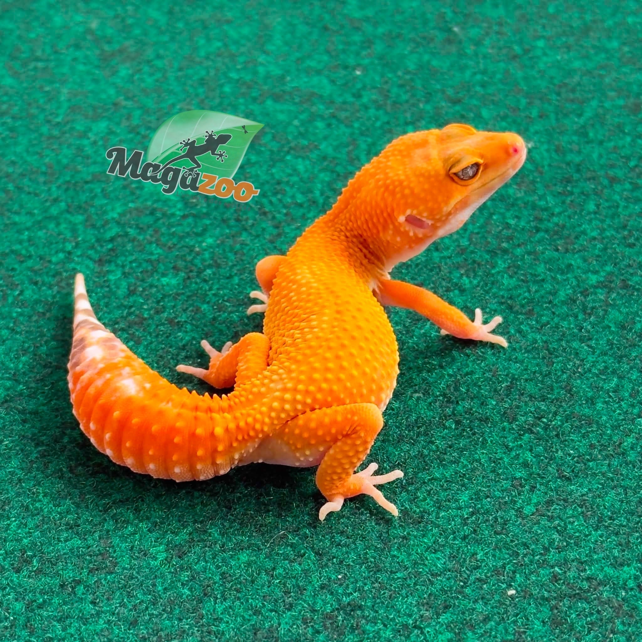 Magazoo Female Tangerine Tremper Leopard gecko 02/18/26