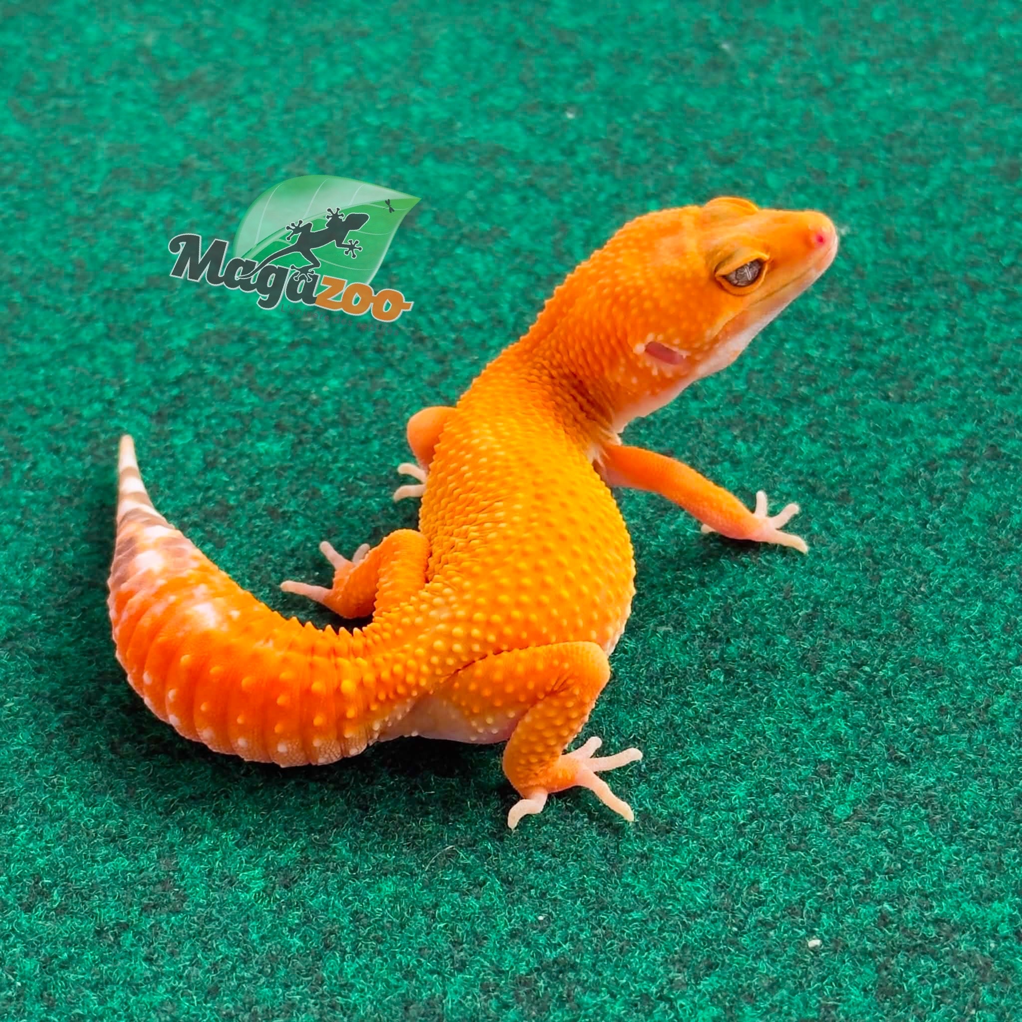 Magazoo Gecko léopard Tangerine Tremper Femelle 18/02/26
