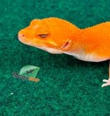 Magazoo Female Tangerine Tremper Leopard gecko 02/18/26