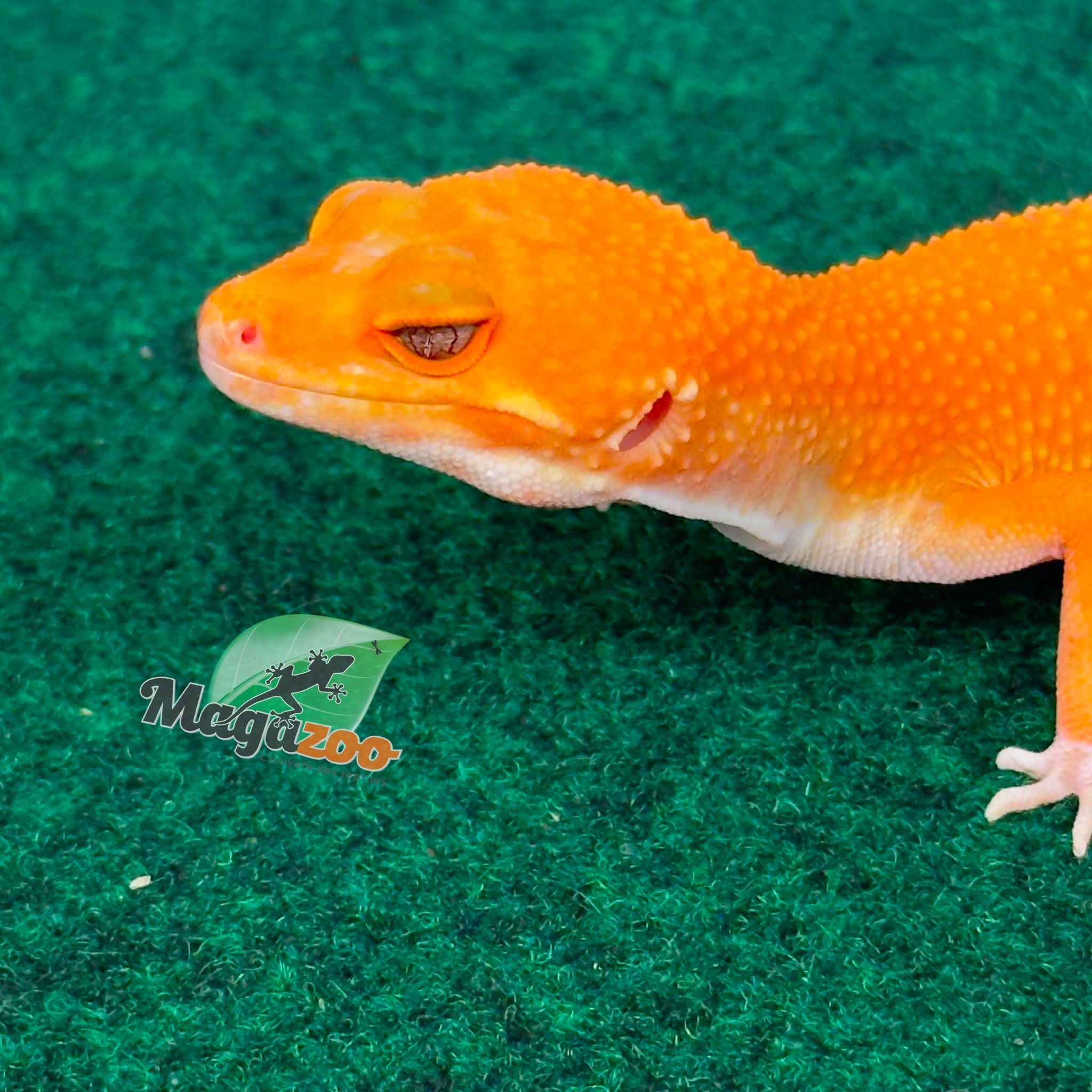 Magazoo Gecko léopard Tangerine Tremper Femelle 18/02/26