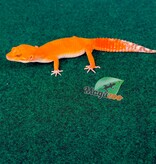 Magazoo Gecko léopard Tangerine Tremper Femelle 18/02/26