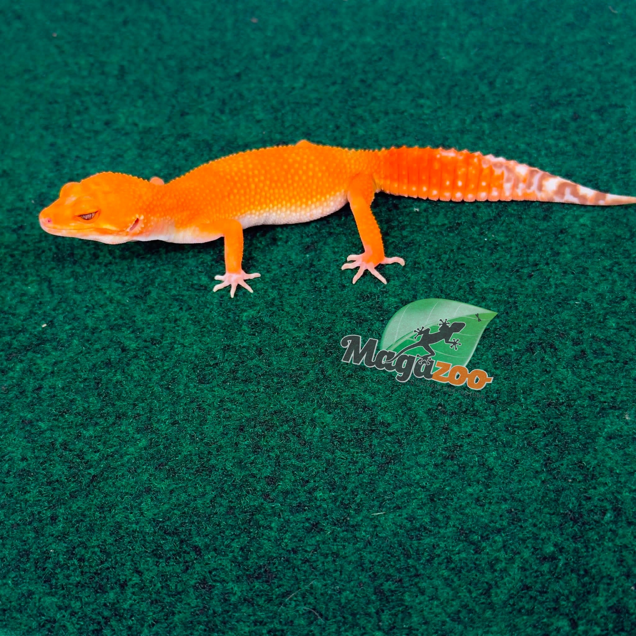 Magazoo Gecko léopard Tangerine Tremper Femelle 18/02/26