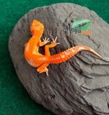 Magazoo Female Firebold X Red Diamond Leopard gecko 04/15/26