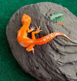 Magazoo Gecko léopard Firebold X Red Diamond Femelle 15/04/26