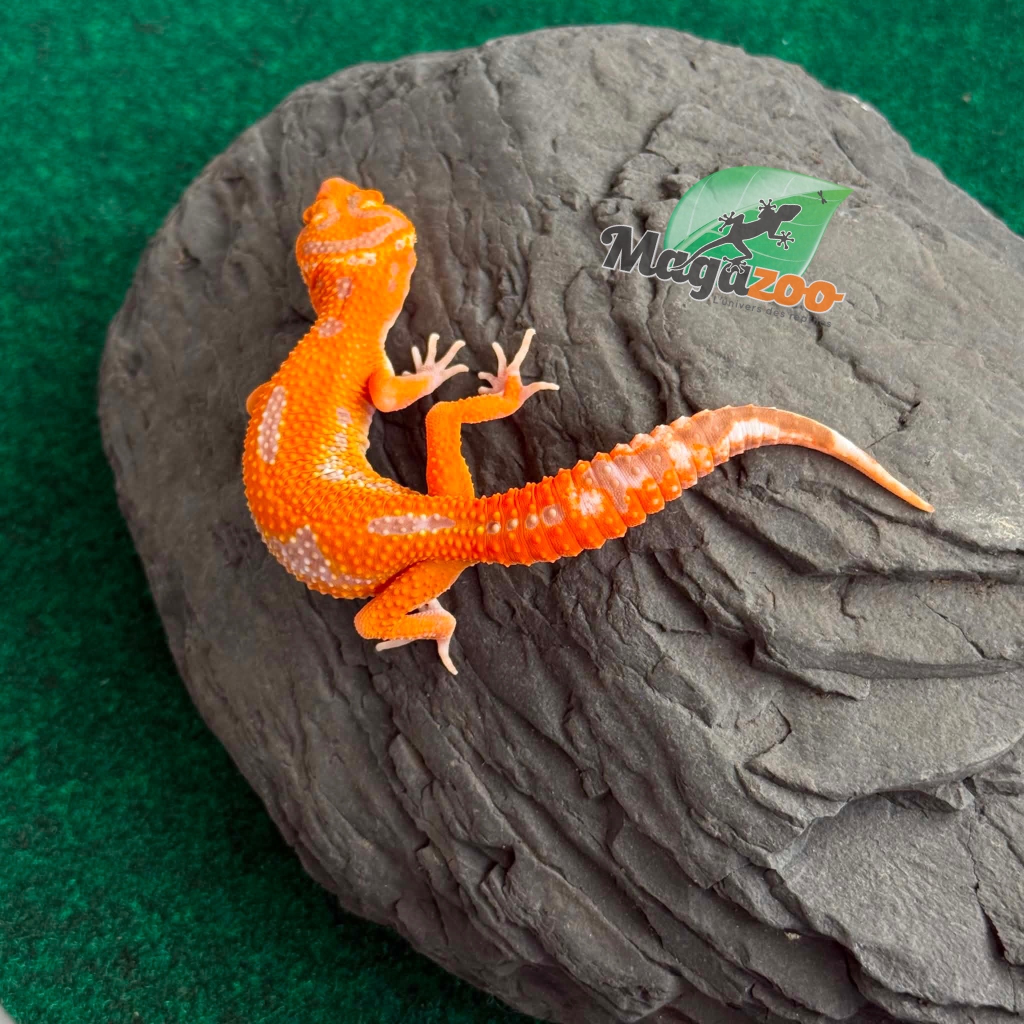 Magazoo Gecko léopard Firebold X Red Diamond Femelle 15/04/26