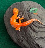 Magazoo Gecko léopard Firebold X Red Diamond Femelle 15/04/26