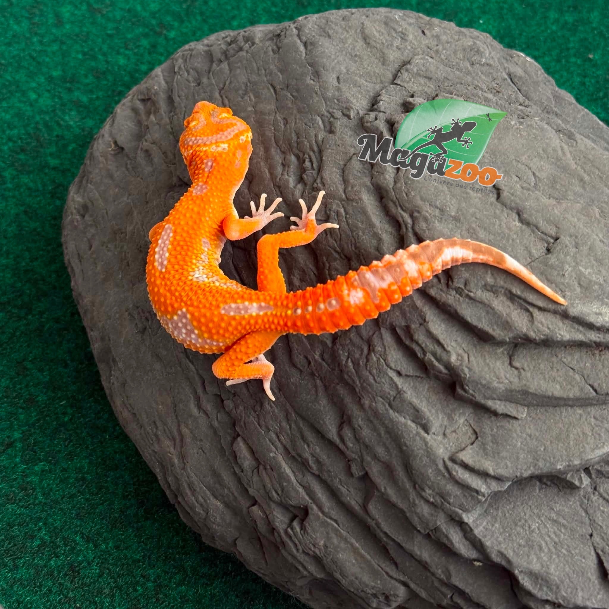 Magazoo Gecko léopard Firebold X Red Diamond Femelle 15/04/26