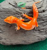 Magazoo Gecko léopard Firebold X Red Diamond Femelle 15/04/26