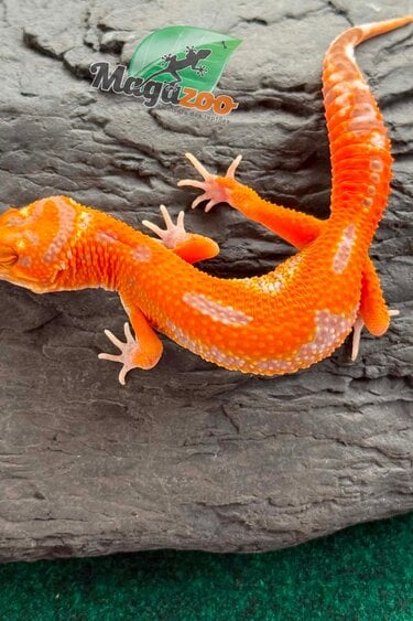 Magazoo Gecko léopard Firebold X Red Diamond Femelle 15/04/26