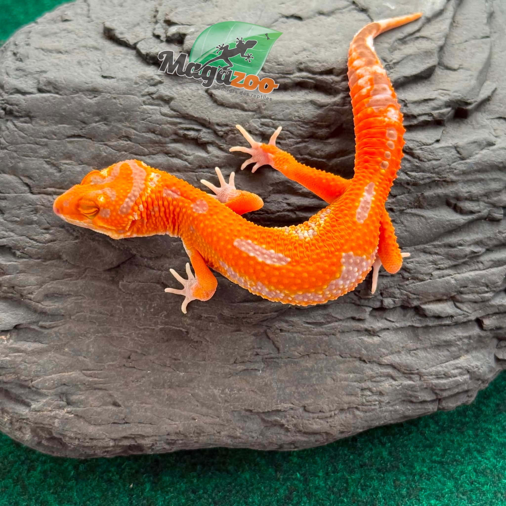 Magazoo Gecko léopard Firebold X Red Diamond Femelle 15/04/26