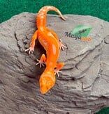 Magazoo Female Firebold X Red Diamond Leopard gecko 04/15/26