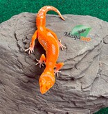 Magazoo Gecko léopard Firebold X Red Diamond Femelle 15/04/26