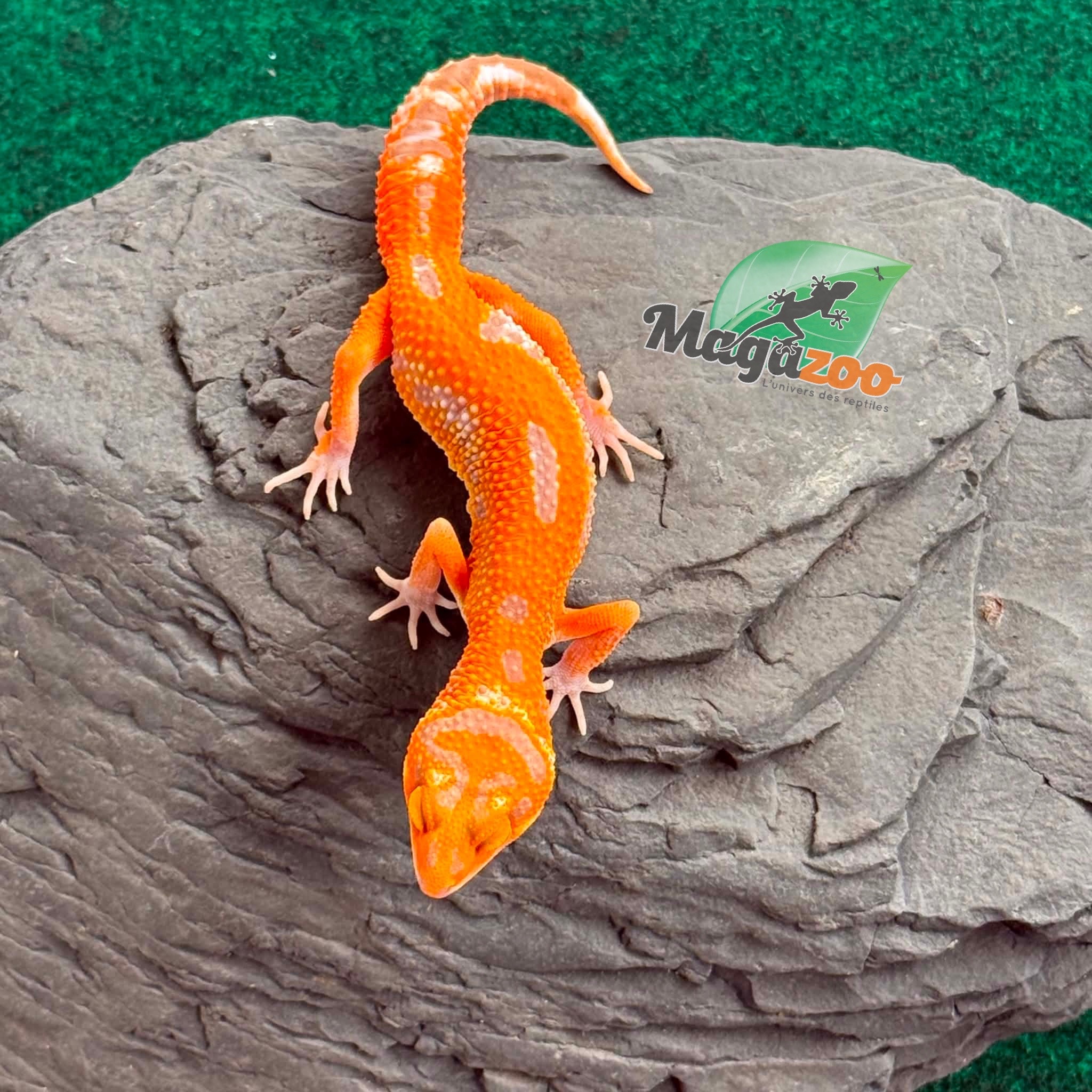 Magazoo Gecko léopard Firebold X Red Diamond Femelle 15/04/26