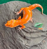 Magazoo Gecko léopard Firebold X Red Diamond Femelle 15/04/26