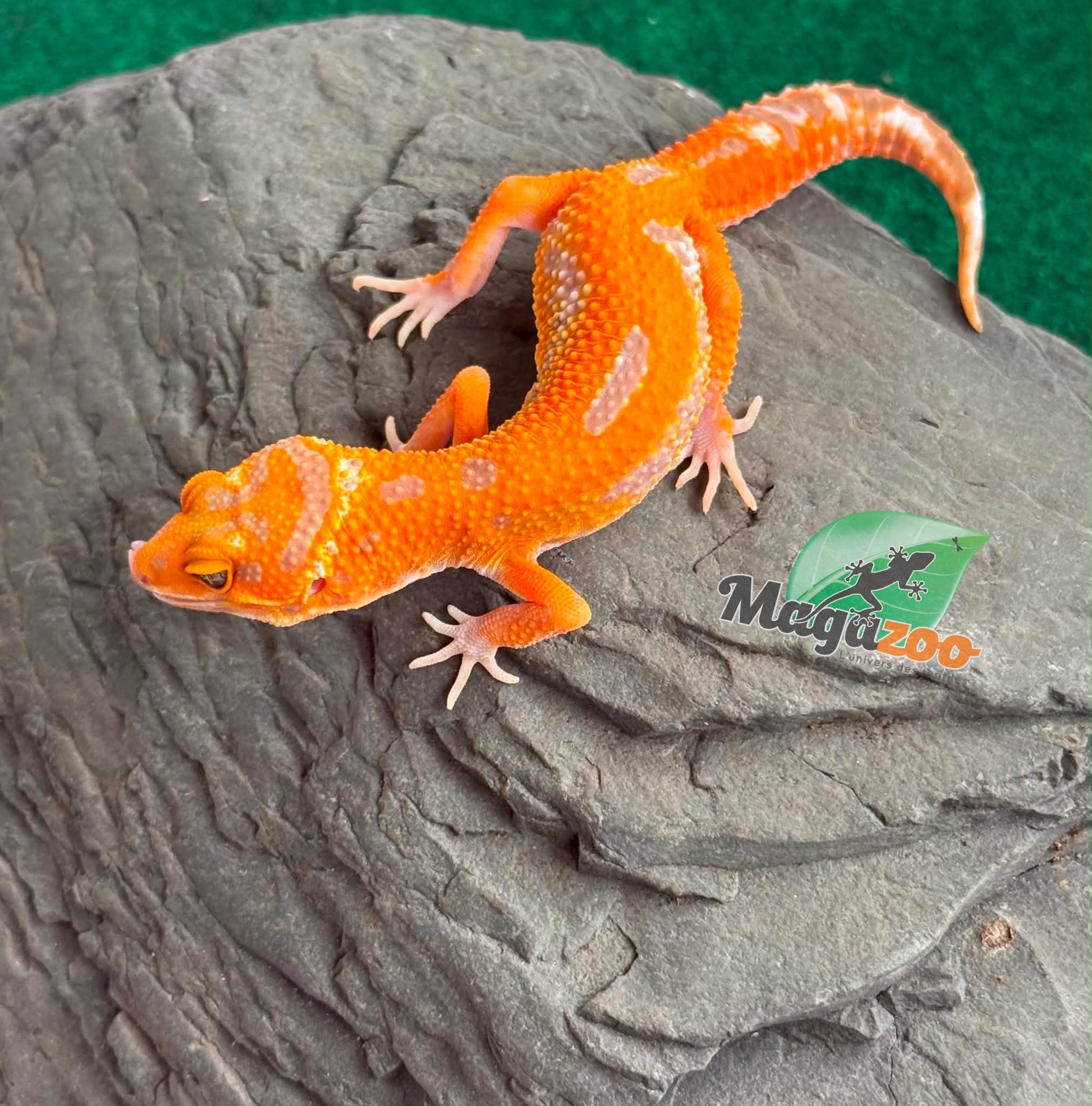 Magazoo Female Firebold X Red Diamond Leopard gecko 04/15/26