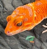 Magazoo Female Firebold X Red Diamond Leopard gecko 04/15/26