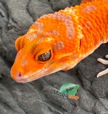 Magazoo Gecko léopard Firebold X Red Diamond Femelle 15/04/26