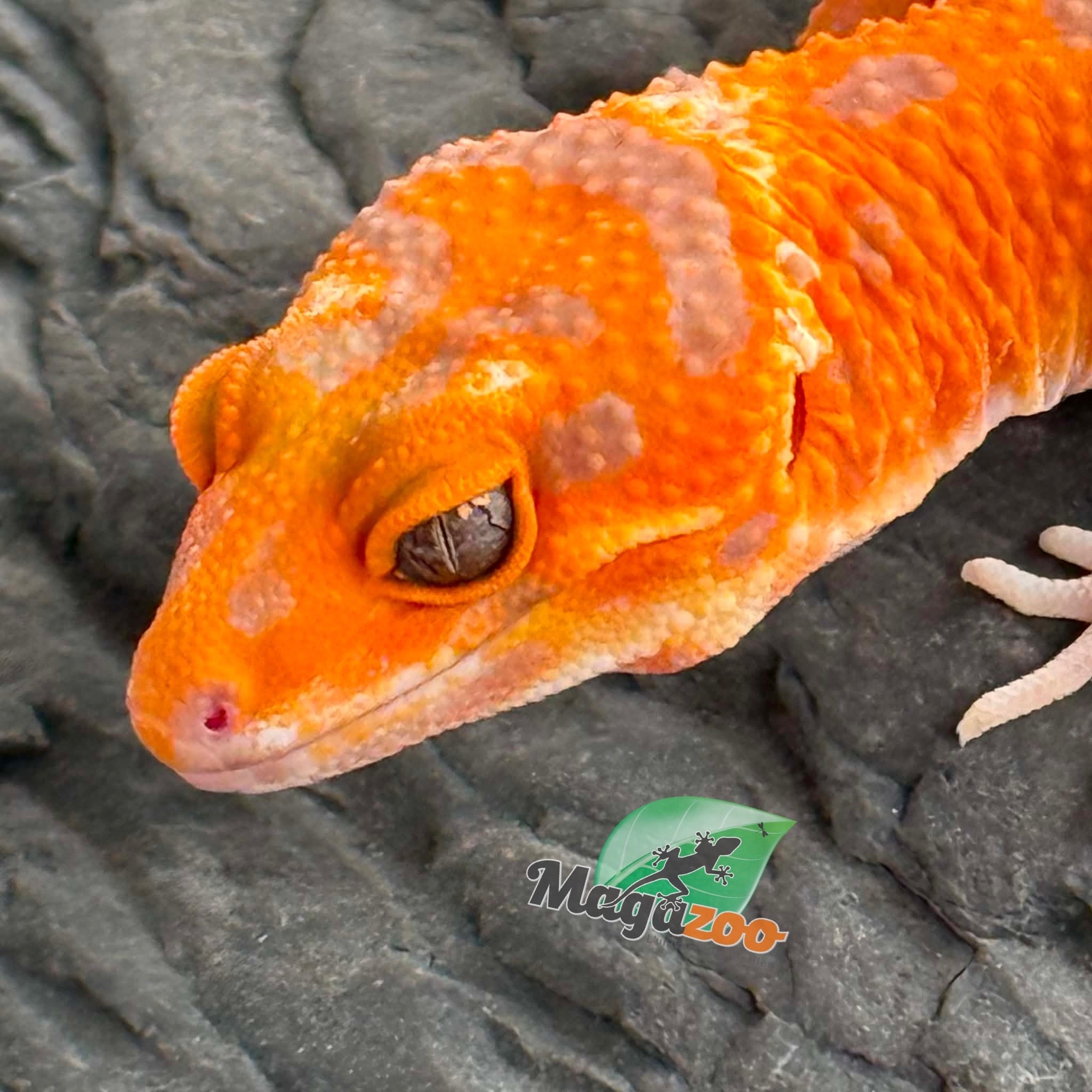 Magazoo Female Firebold X Red Diamond Leopard gecko 04/15/26