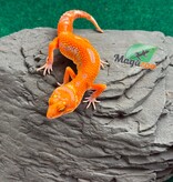 Magazoo Gecko léopard Firebold X Red Diamond Femelle 15/04/26