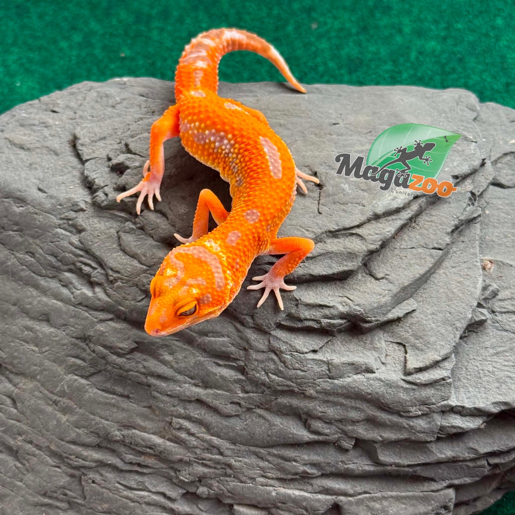 Magazoo Gecko léopard Firebold X Red Diamond Femelle 15/04/26