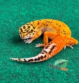 Magazoo Female Firebold Leopard gecko 02/23/26