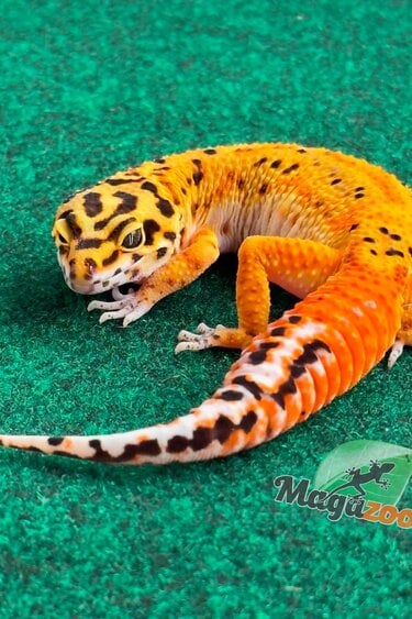 Magazoo Gecko léopard Firebold femelle 23/02/26