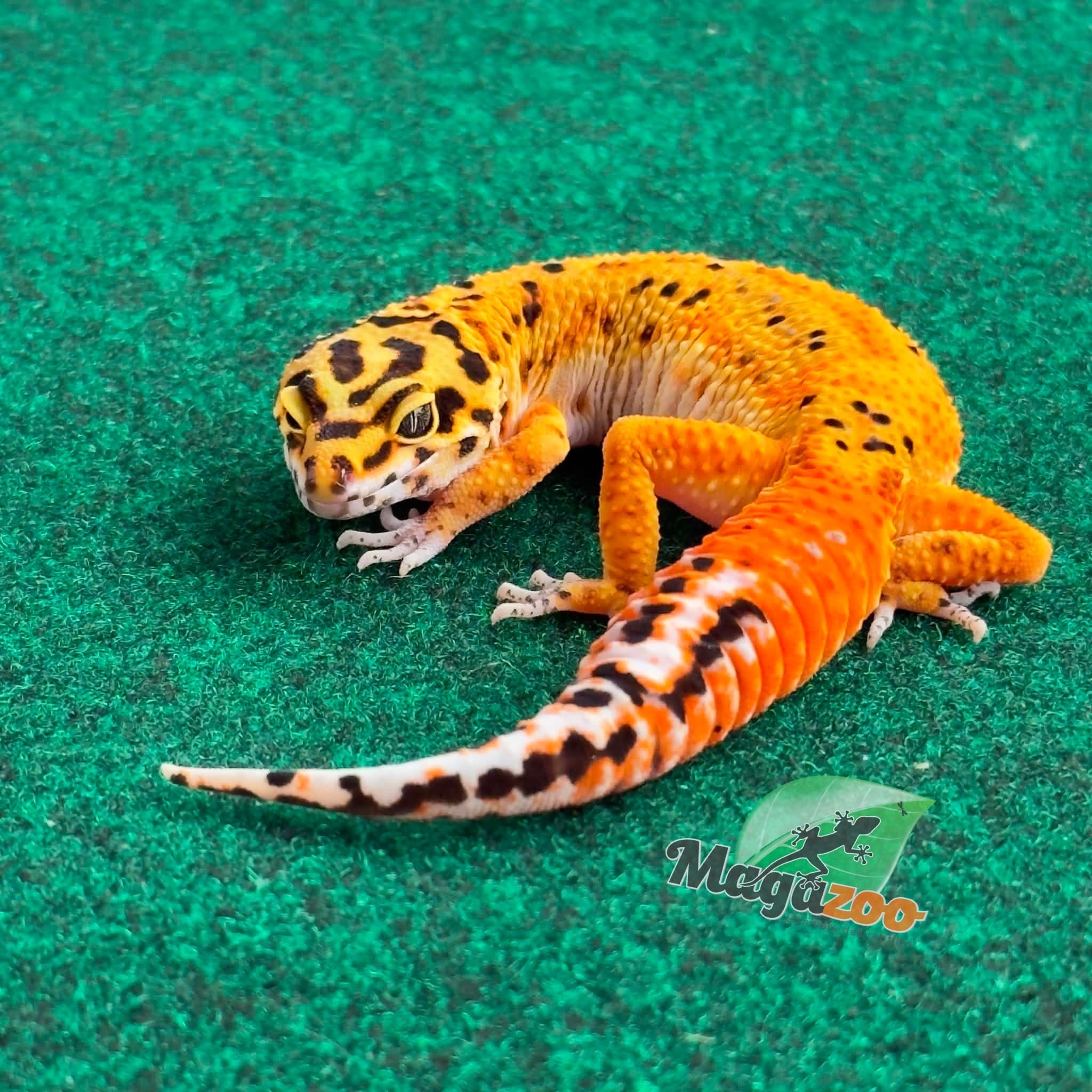 Magazoo Female Firebold Leopard gecko 02/23/26