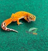 Magazoo Female Firebold Leopard gecko 02/23/26