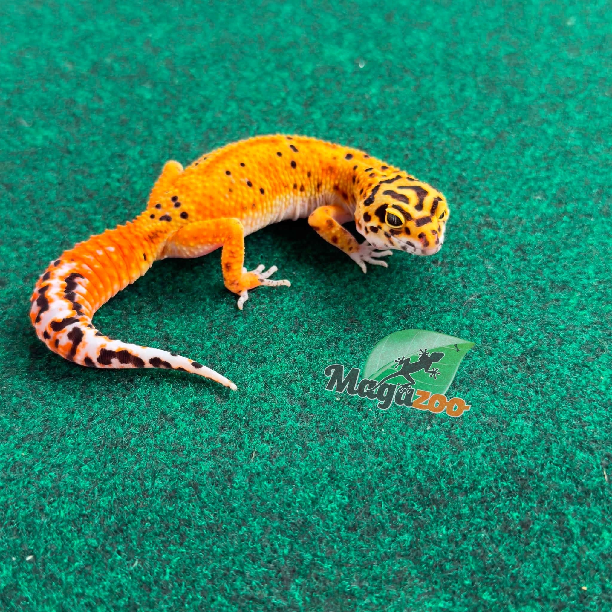 Magazoo Gecko léopard Firebold femelle 23/02/26