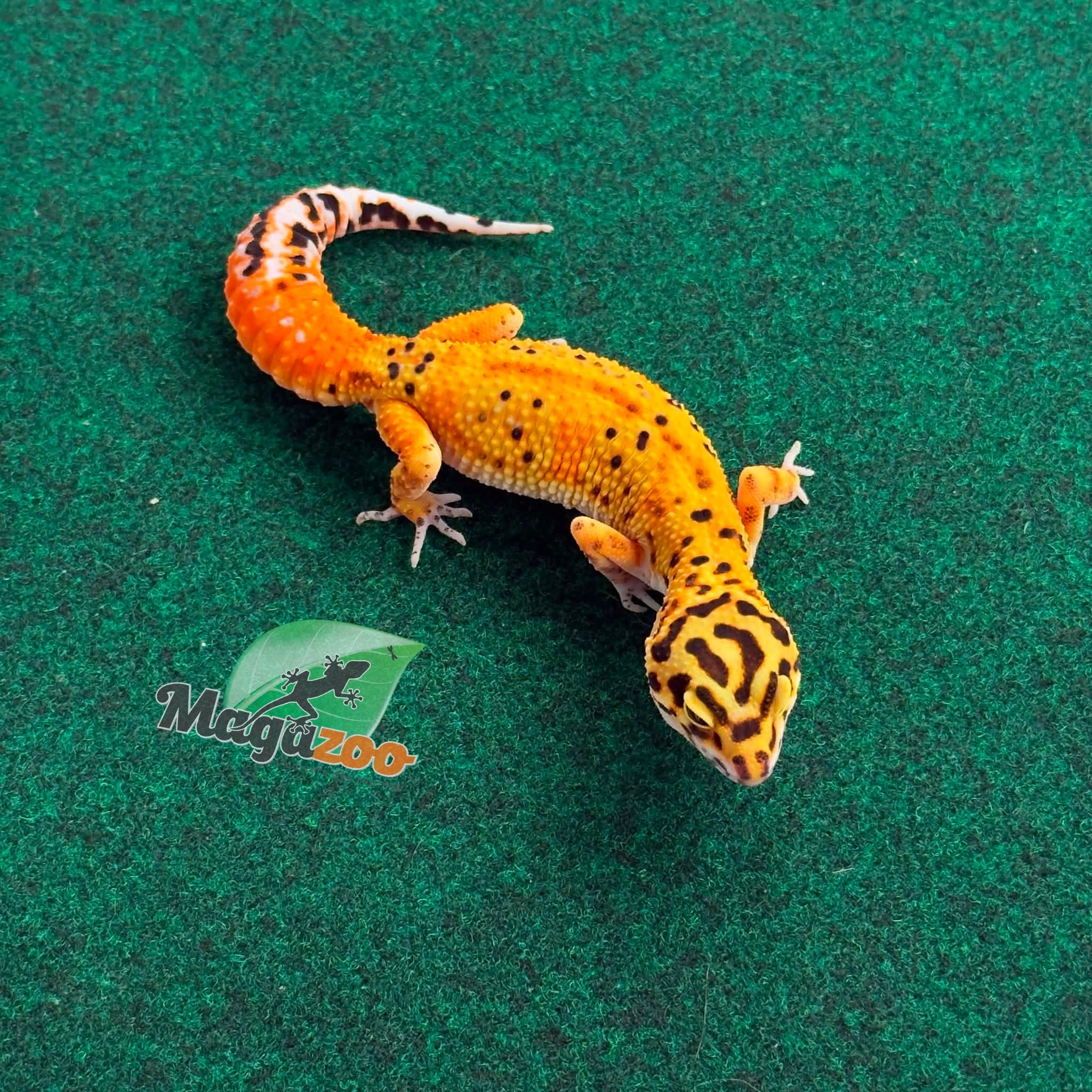 Magazoo Gecko léopard Firebold femelle 23/02/26