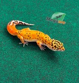 Magazoo Gecko léopard Firebold femelle 23/02/26