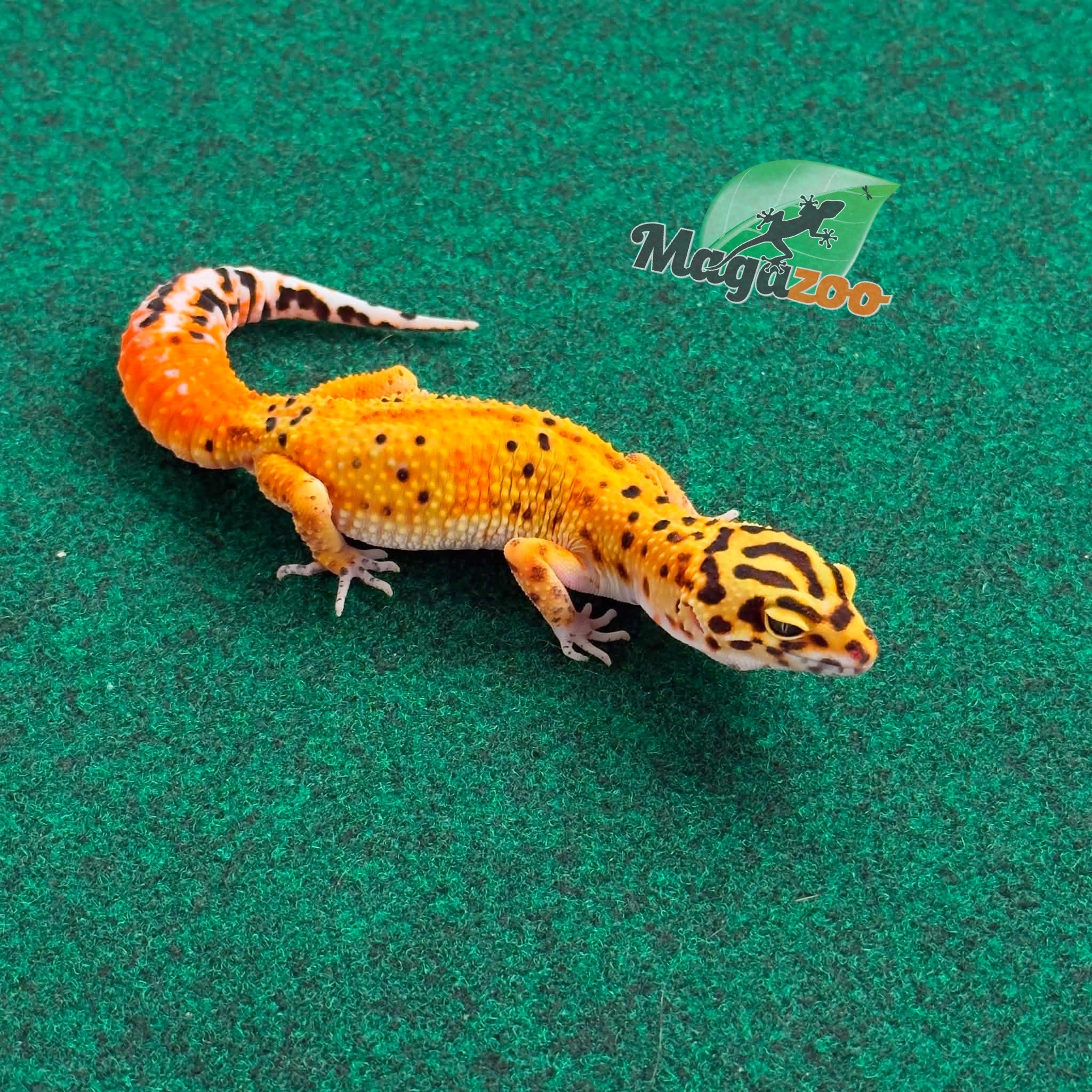 Magazoo Gecko léopard Firebold femelle 23/02/26