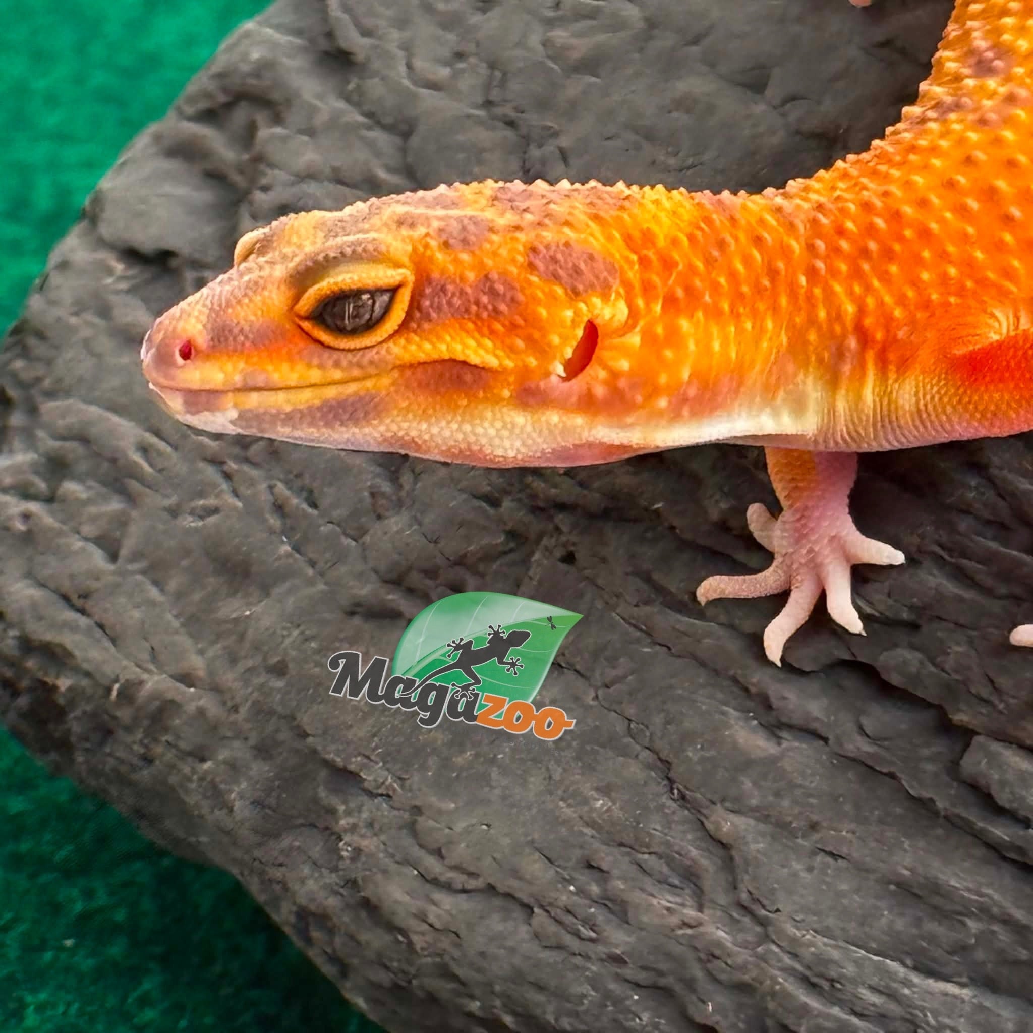 Magazoo Female Volcano Leopard gecko 12/06/25