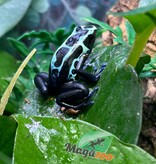 Magazoo True Sipaliwini Poison Dart frog ''Green Sipaliwini''